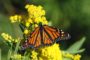 A photograph of a monarch butterfly on a yellow flower.